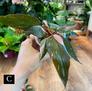 Philodendron Pink Princess “Marble”