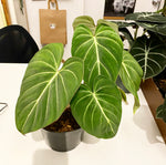 Load image into Gallery viewer, Philodendron gloriosum “Dark Form”
