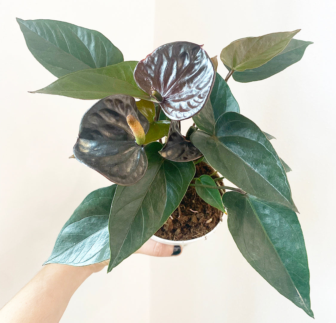 Anthurium andraeanum "Chocolate" (Black Flamingo Lily)