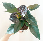 Load image into Gallery viewer, Anthurium andraeanum &quot;Chocolate&quot; (Black Flamingo Lily)
