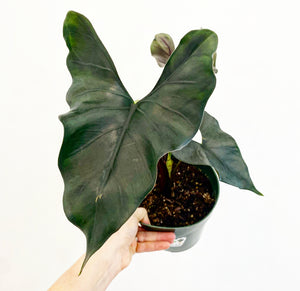 Alocasia princeps 'Purple Cloak'