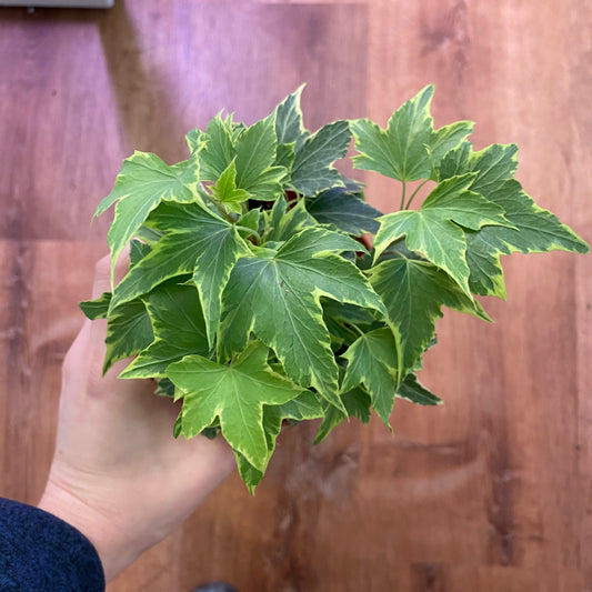 Ivy Plant (Hedera helix)