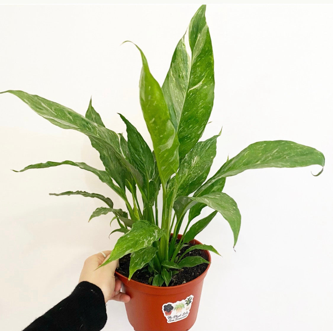 Spathiphyllum 'Domino' (Variegated Peace Lily)