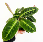Load image into Gallery viewer, Calathea &#39;Warscewiczii&#39;
