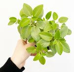 Load image into Gallery viewer, Peperomia orba ‘Pixie Lime’
