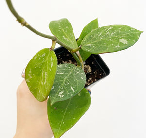 Hoya parasitica ‘Laos Splash’