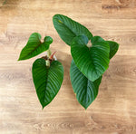 Load image into Gallery viewer, Philodendron serpens
