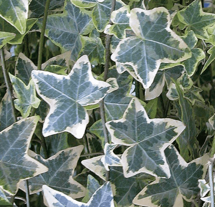 Ivy Plant (Hedera helix) - The Plant Lady SF