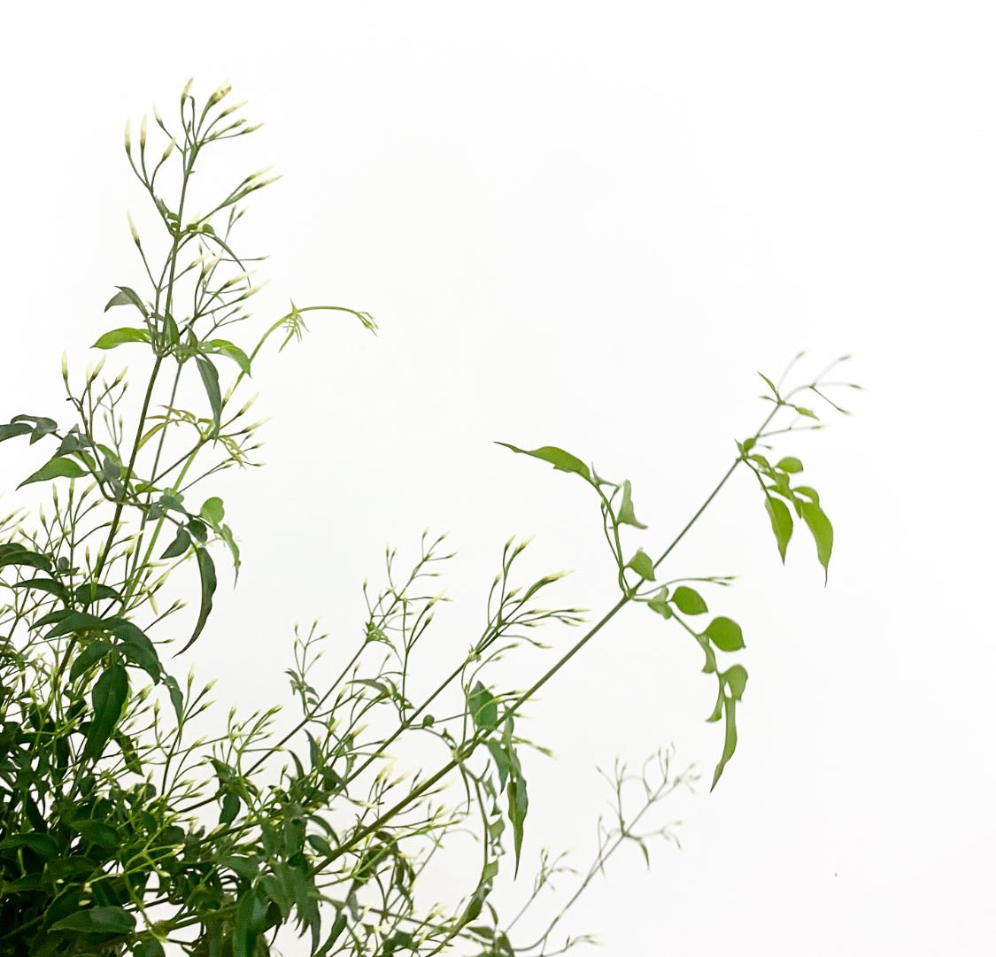 Jasmine polyanthum – The Plant Lady SF