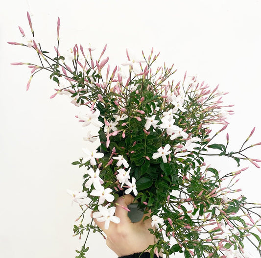 Jasmine polyanthum - The Plant Lady SF