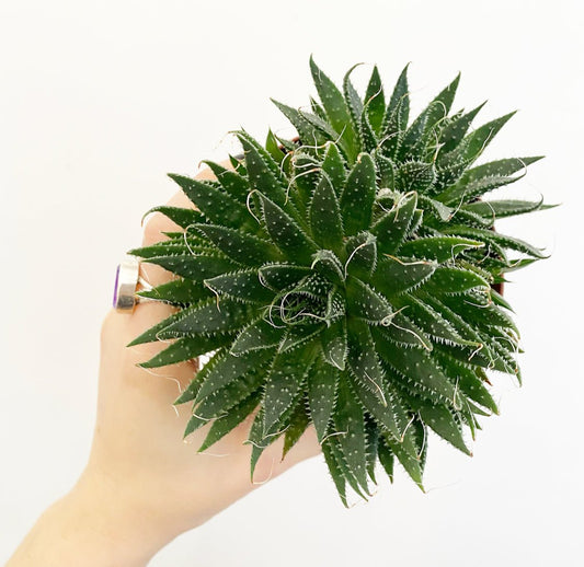 Lace Aloe - The Plant Lady SF