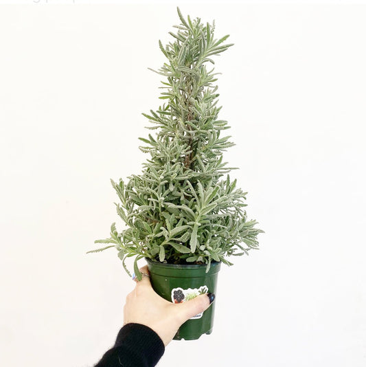 Lavender Holiday Tree - The Plant Lady SF