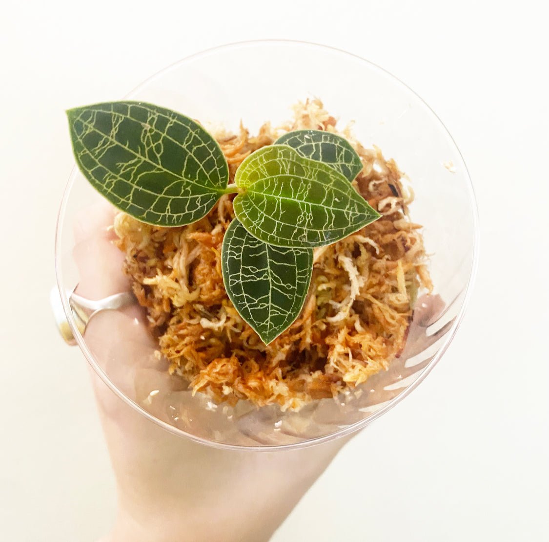 Macodes petola (Lightning Jewel Orchid) - The Plant Lady SF