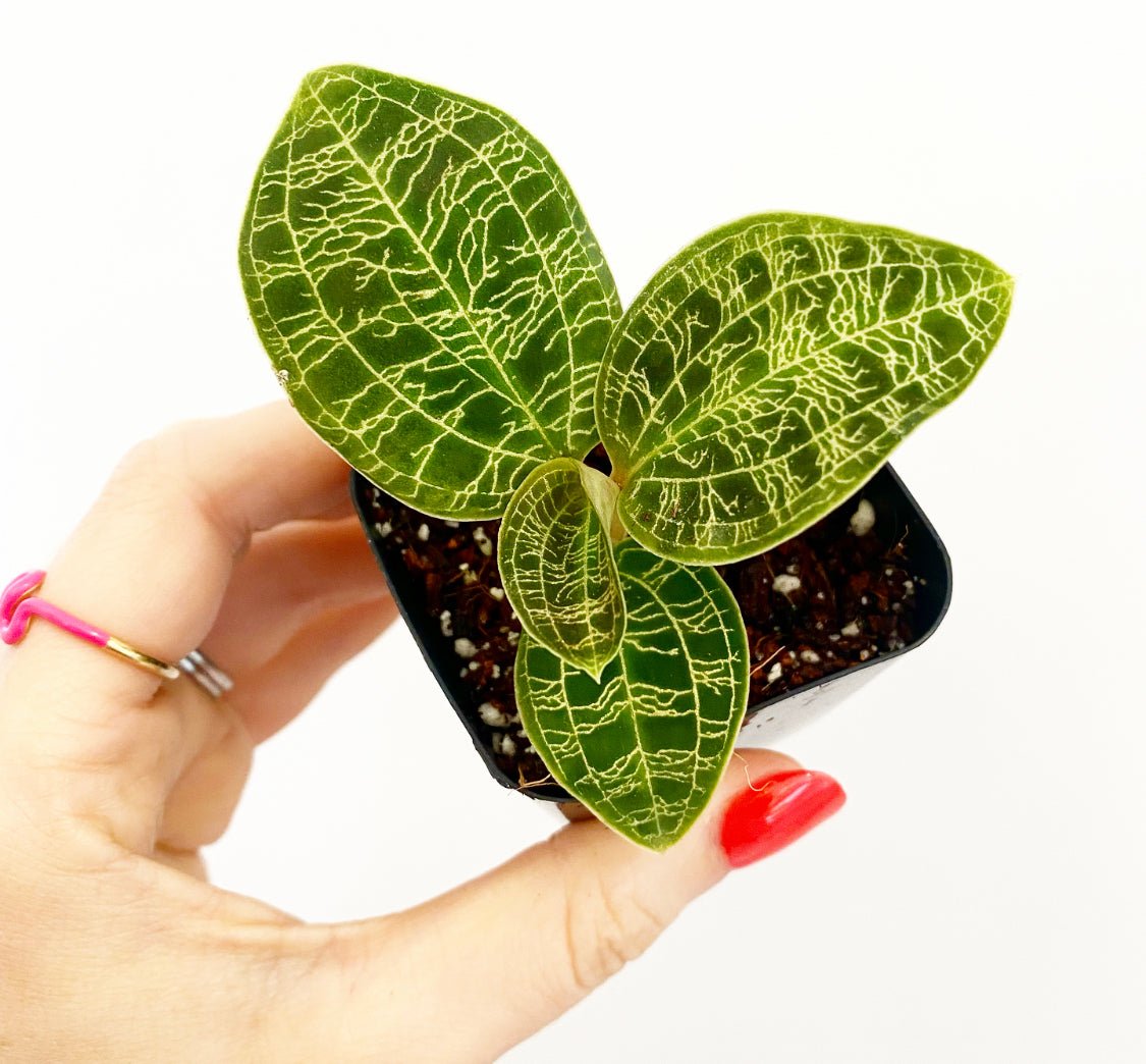 Macodes petola (Lightning Jewel Orchid) - The Plant Lady SF