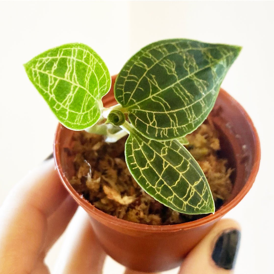 Macodes petola (Lightning Jewel Orchid) - The Plant Lady SF