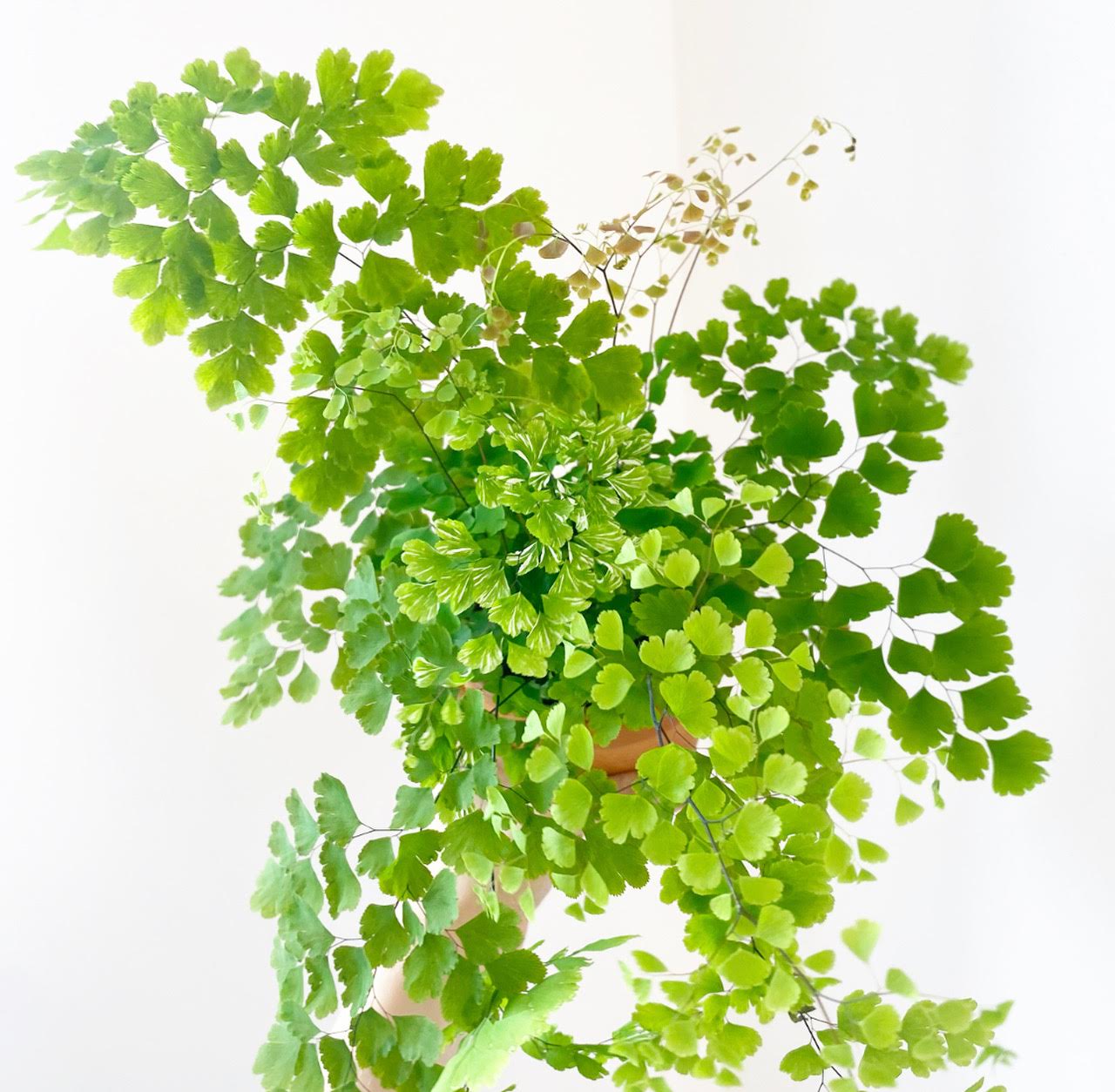 Maidenhair Fern (Adiantum aethiopicum) - The Plant Lady SF