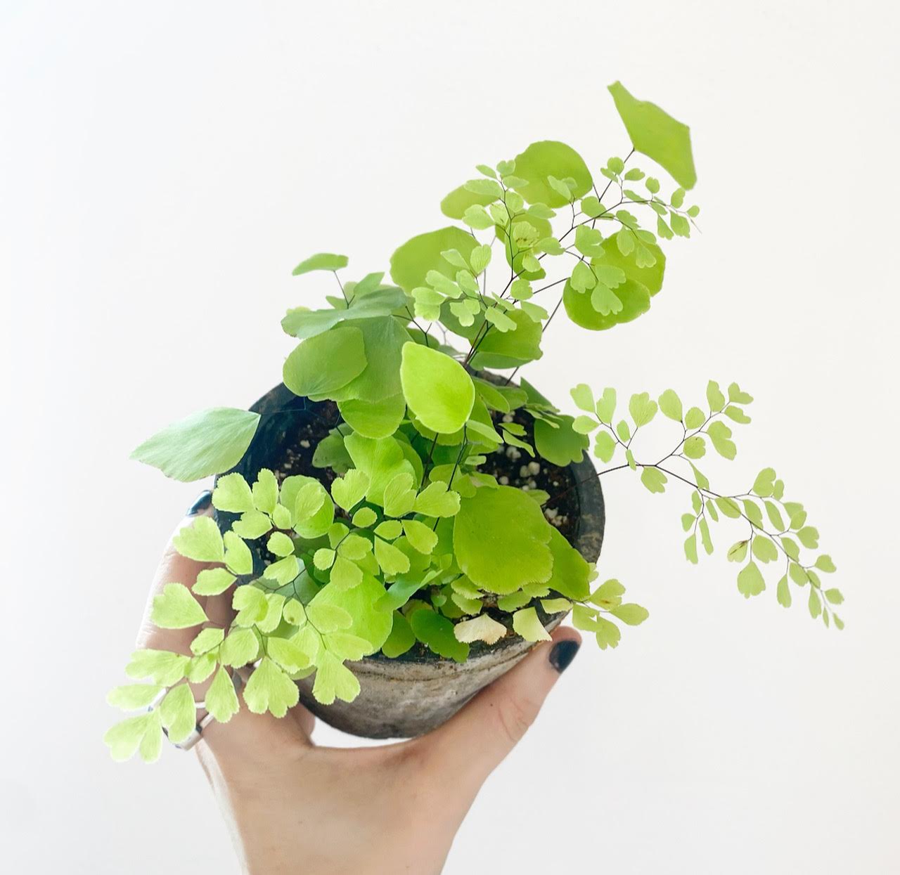 Maidenhair Fern (Adiantum aethiopicum) - The Plant Lady SF