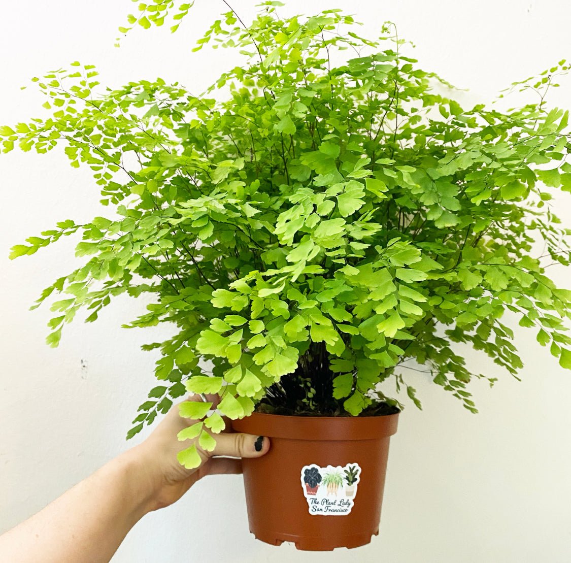 Maidenhair Fern (Adiantum aethiopicum) - The Plant Lady SF