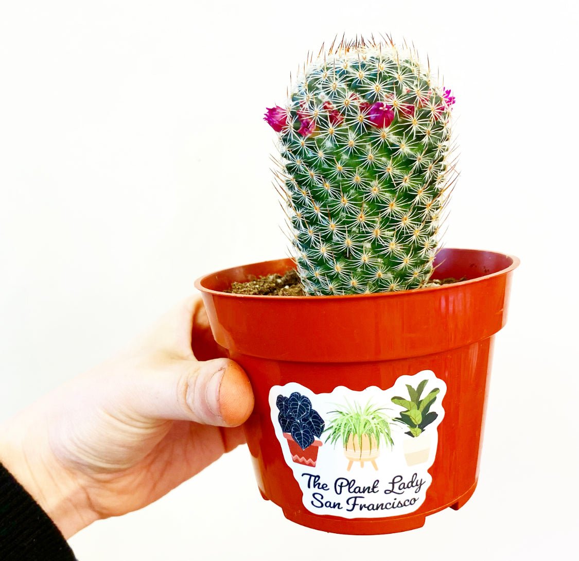 Mammillaria hahniana 'Old Lady Cactus' - The Plant Lady SF