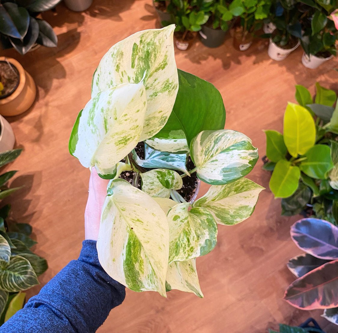 variegated manjula pothos Epipremnum aur. 'Manjula Compacta' (Manjula Pothos)