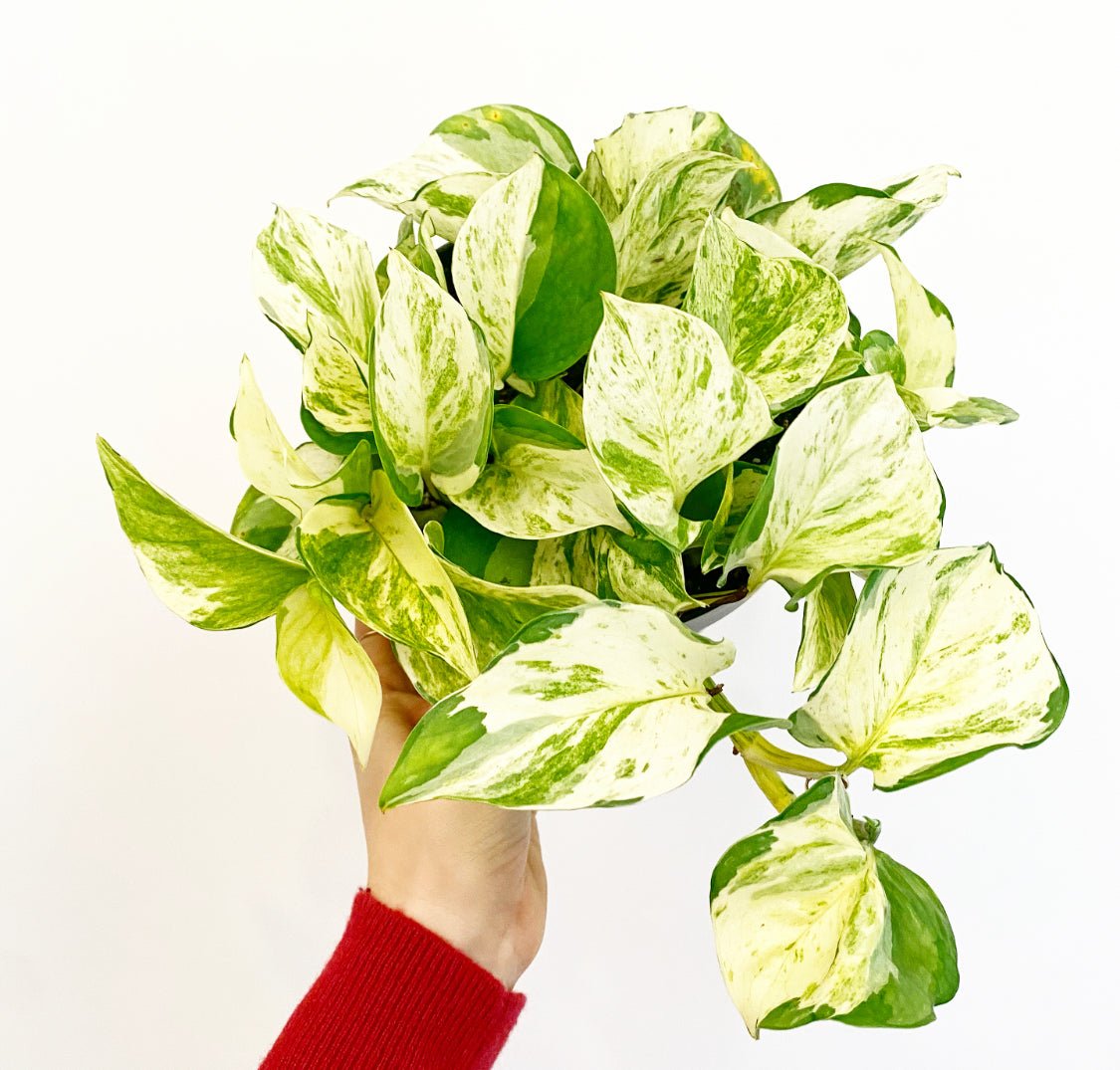 Manjula Pothos - The Plant Lady SF