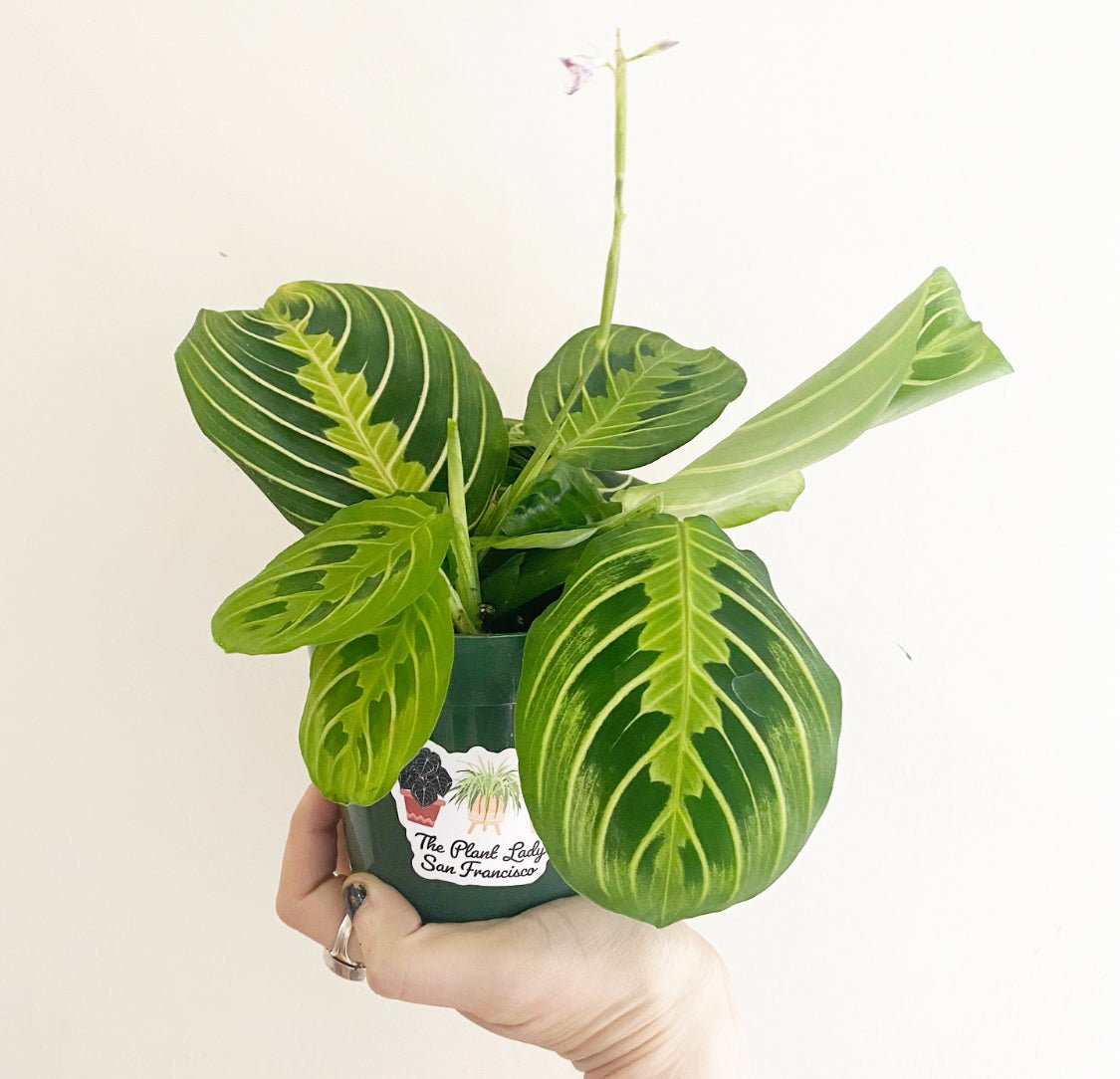 Maranta 'Lemon Lime' - The Plant Lady SF