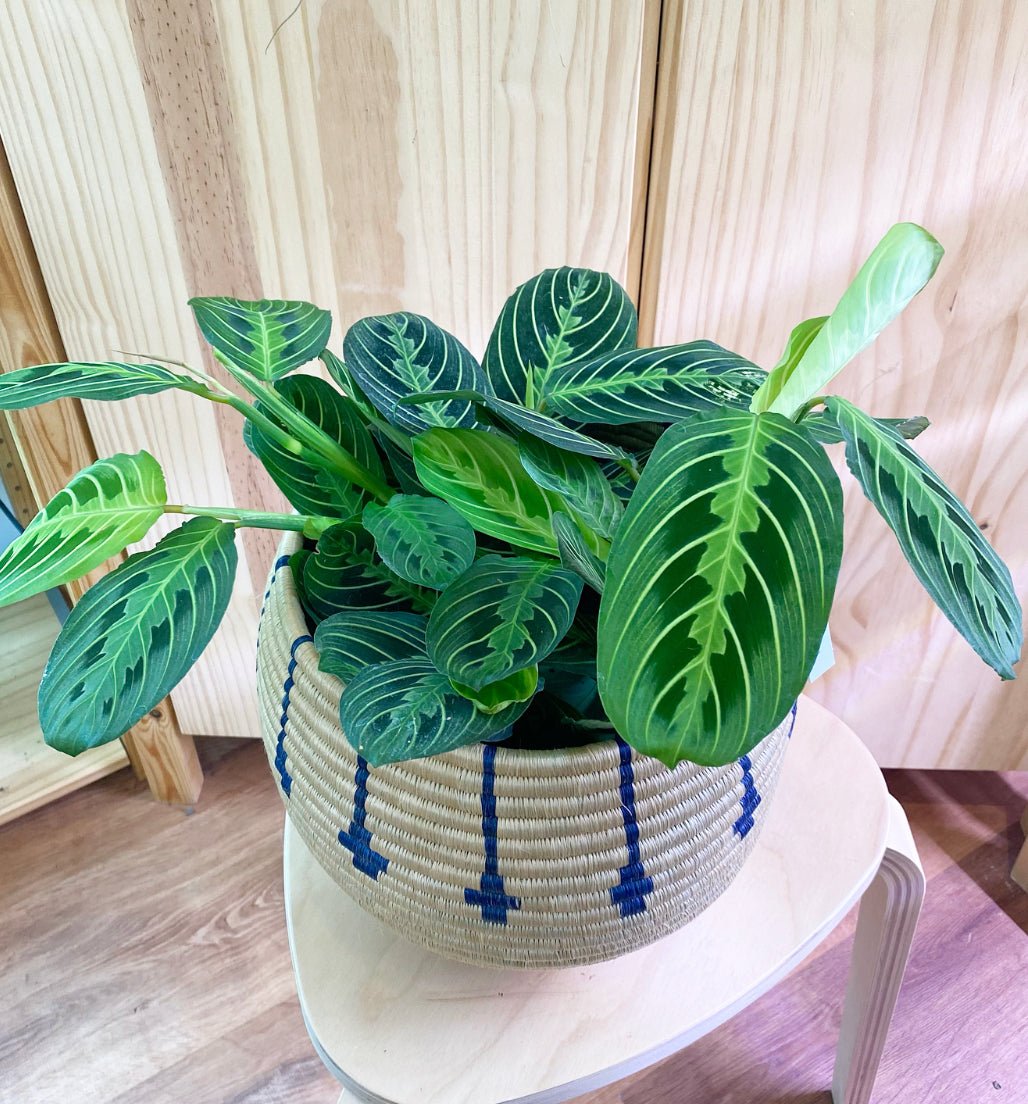 lemon lime prayer plant - maranta Maranta leuconeura 'Lemon Lime' – The Plant Lady SF