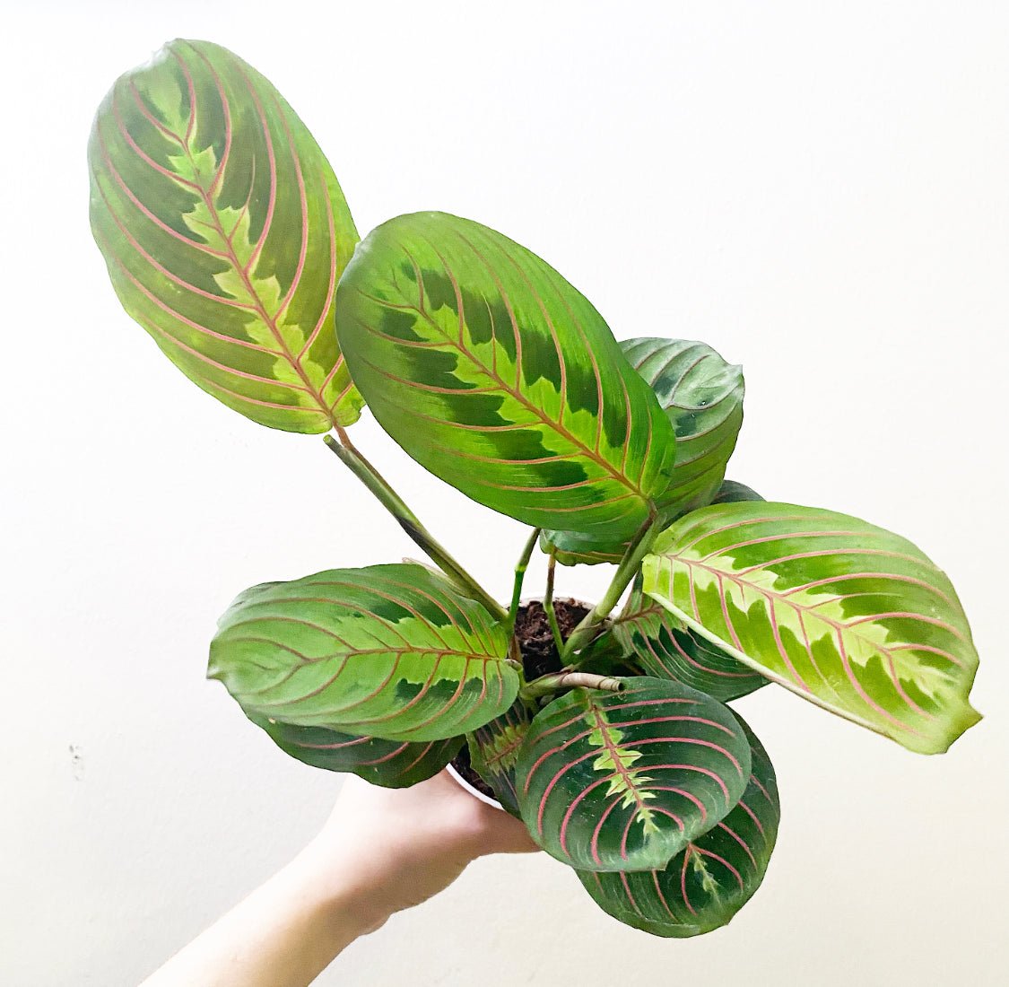 Maranta leuconeura erythroneura (Maranta Red Band) - The Plant Lady SF