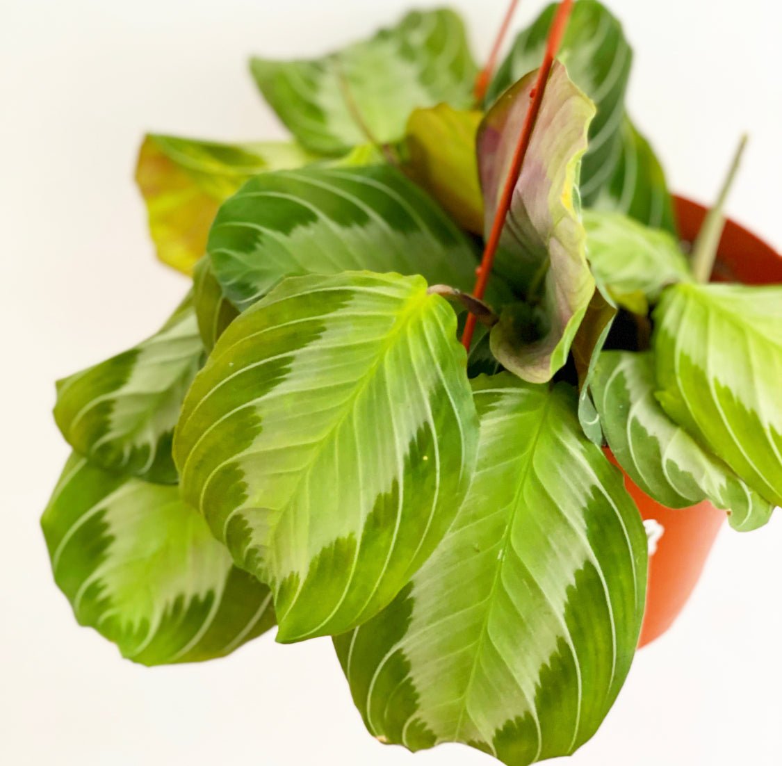 Maranta leuconeura 'Silver Band' - The Plant Lady SF