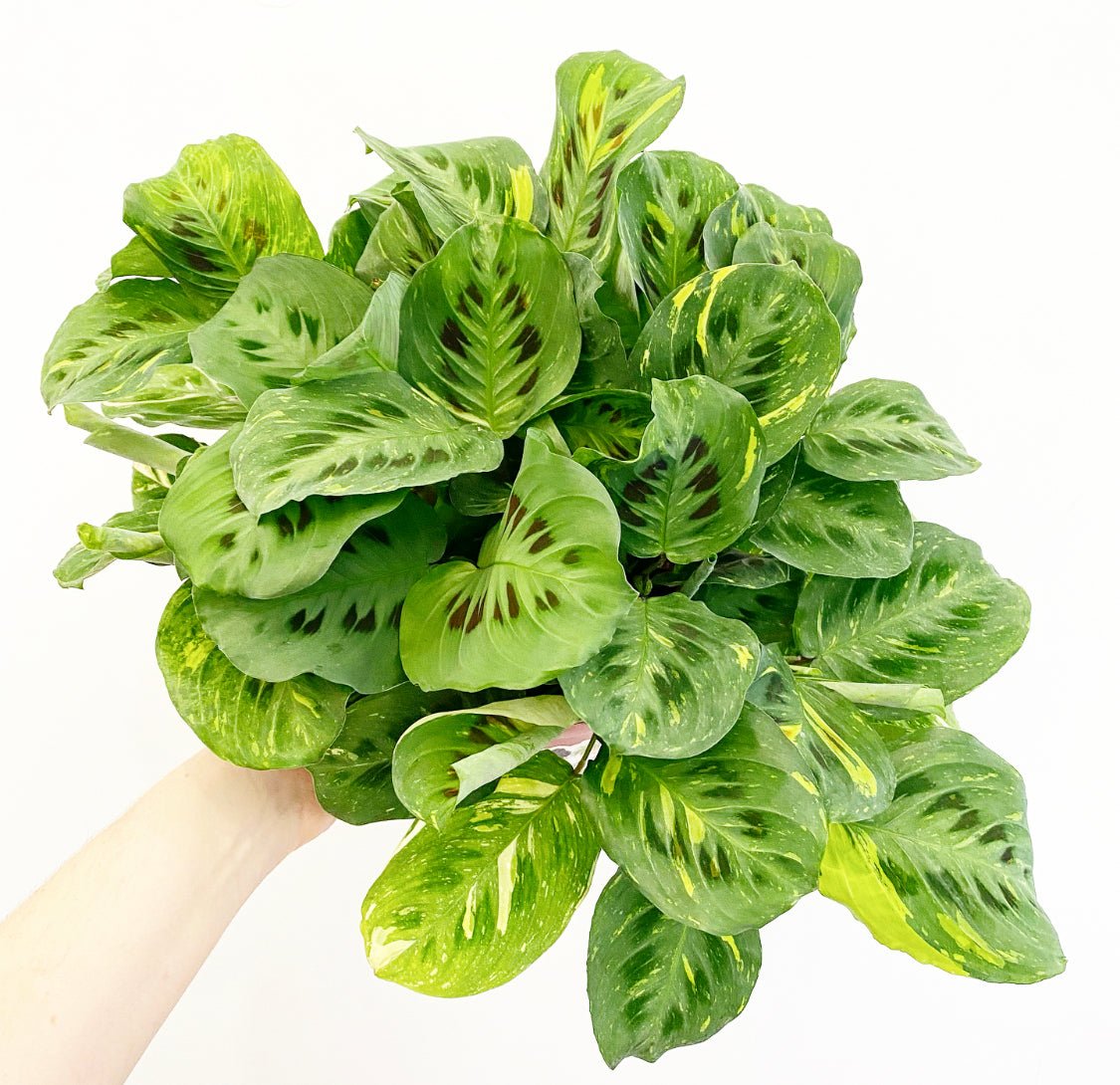 Maranta leuconeura var. kerchoveana - The Plant Lady SF