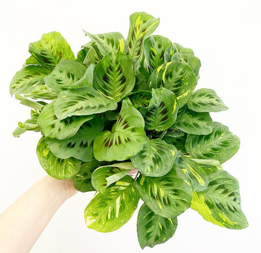 Maranta leuconeura var. kerchoveana - The Plant Lady SF