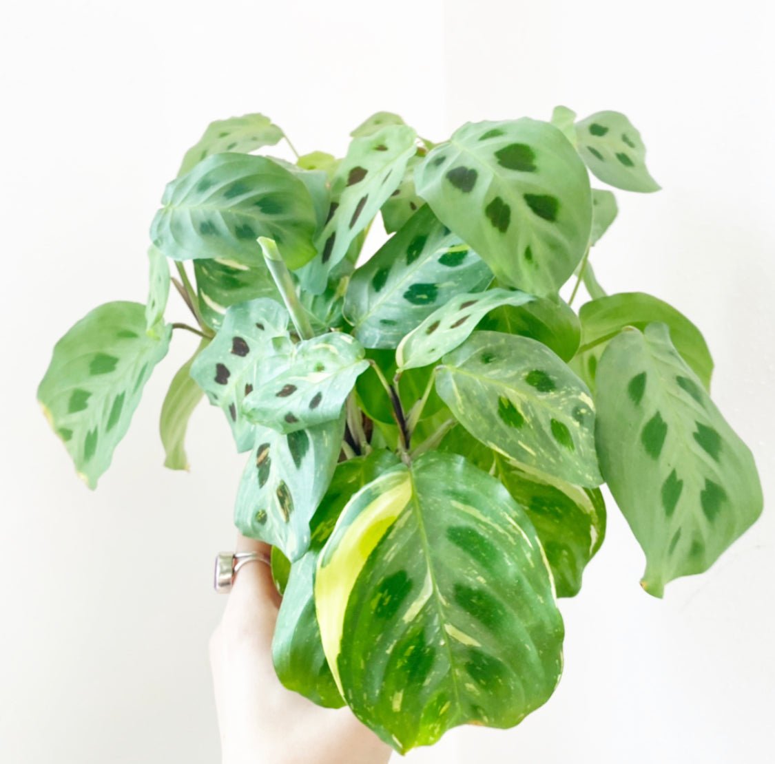 Maranta leuconeura var. kerchoveana - The Plant Lady SF