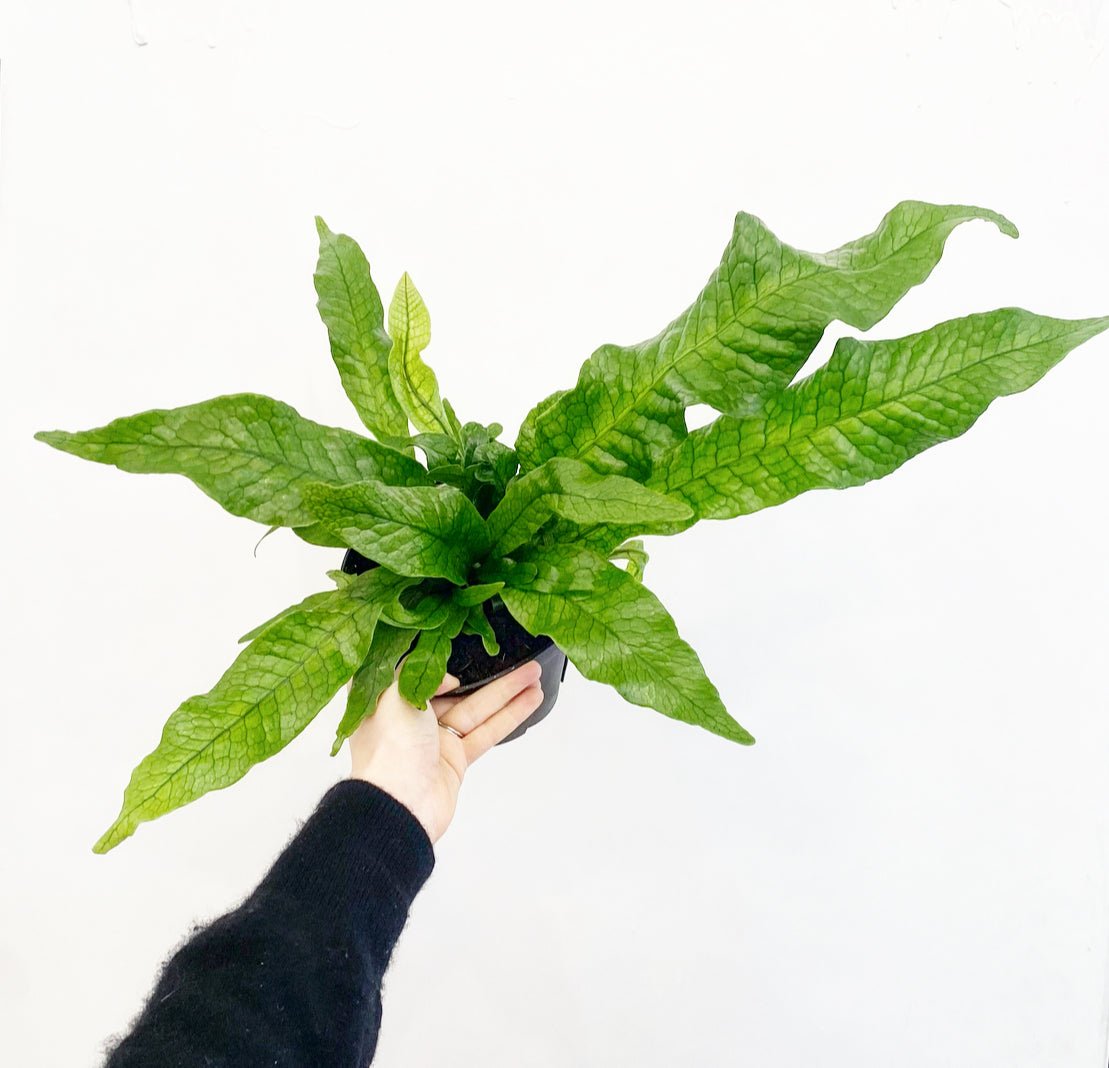 Microsorum musifolium 'Crocodyllus' (Crocodile Fern) - The Plant Lady SF