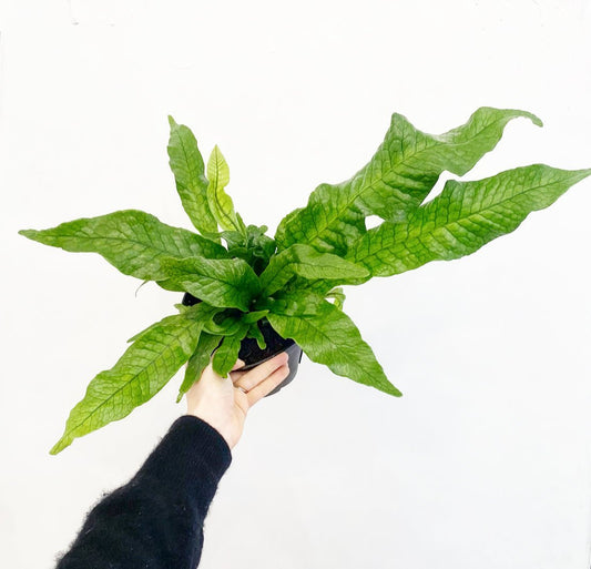 Microsorum musifolium 'Crocodyllus' (Crocodile Fern) - The Plant Lady SF