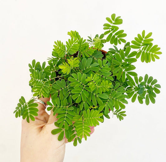 Mimosa pudica (Sensitive Plant) - The Plant Lady SF