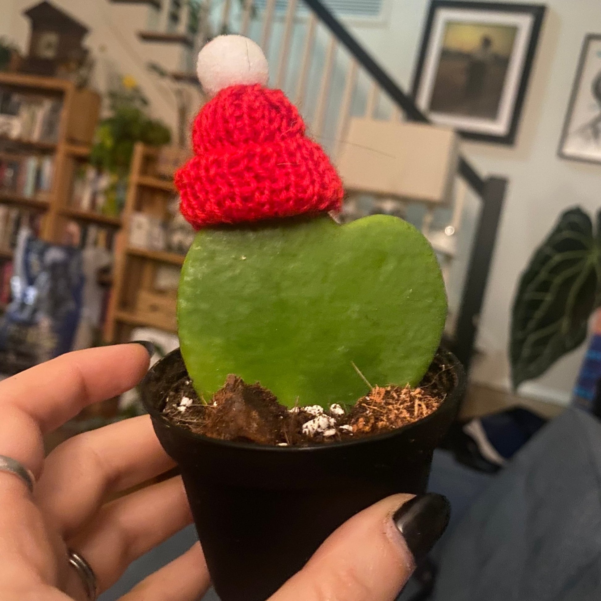 Miniature Plant Beanies - The Plant Lady SF