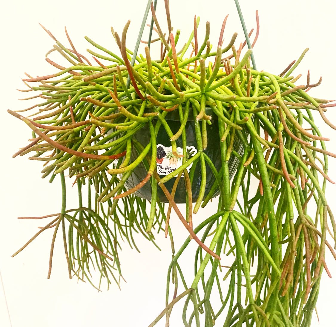 Mistletoe Cactus (Rhipsalis quellebambensis) - The Plant Lady SF
