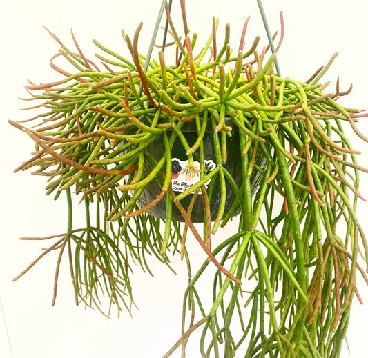 Mistletoe Cactus (Rhipsalis quellebambensis) - The Plant Lady SF