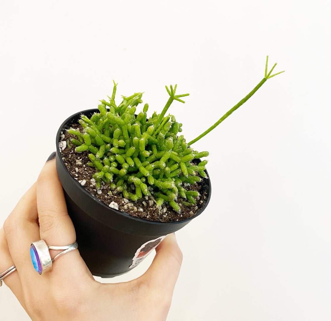 Mistletoe Cactus (Rhipsalis quellebambensis) - The Plant Lady SF