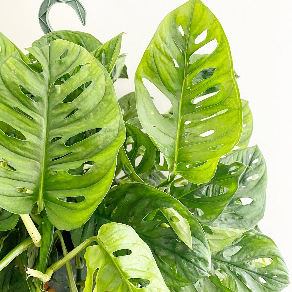 monstera adansonii adult Monstera adansonii – The Plant Lady SF