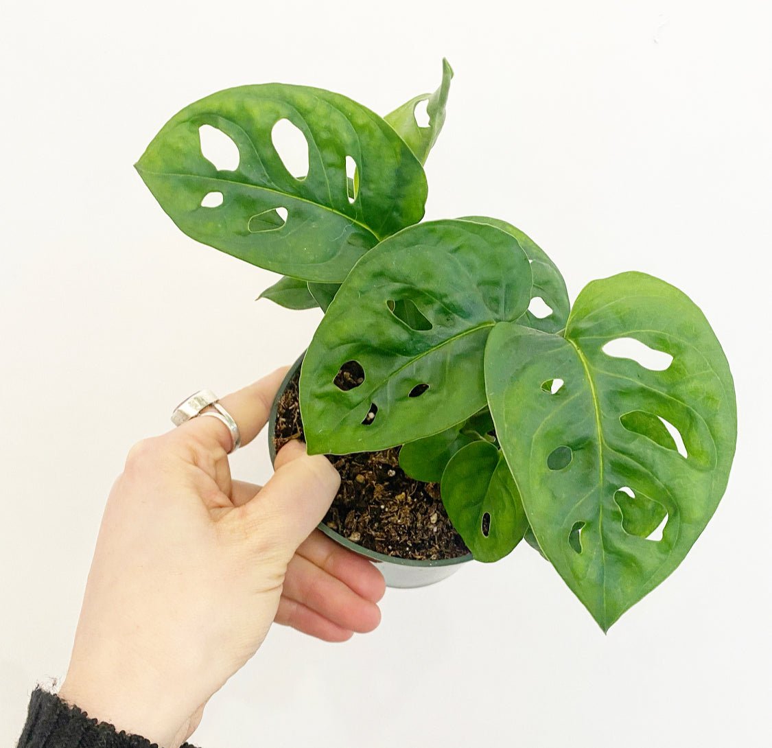 Monstera adansonii - The Plant Lady SF