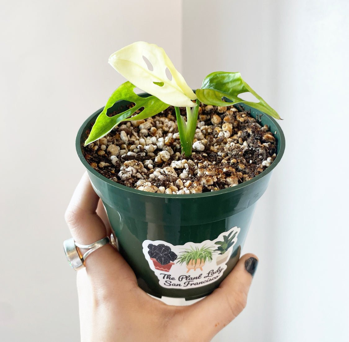 Monstera adansonii ‘Archipelago’ - Variegated - The Plant Lady SF