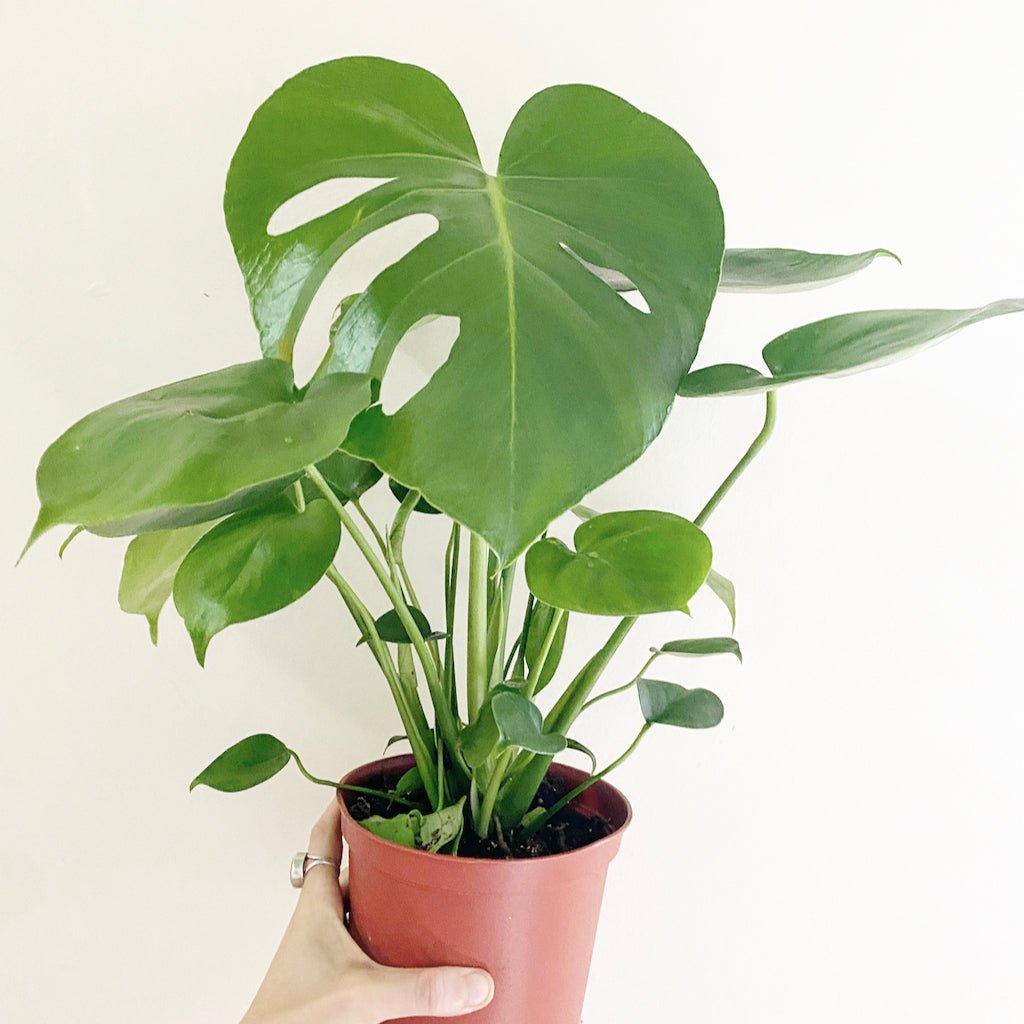Monstera deliciosa - The Plant Lady SF
