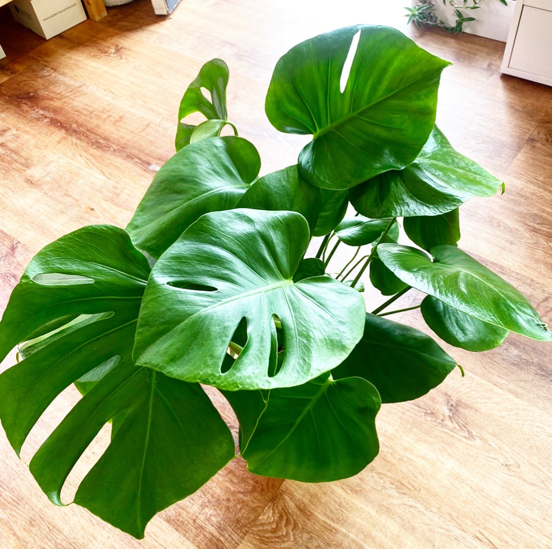 where to buy large monstera plant Monstera deliciosa – The Plant Lady SF