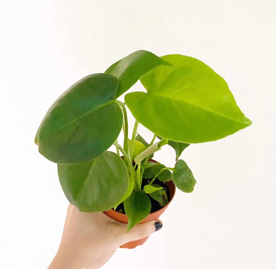 Monstera deliciosa - The Plant Lady SF
