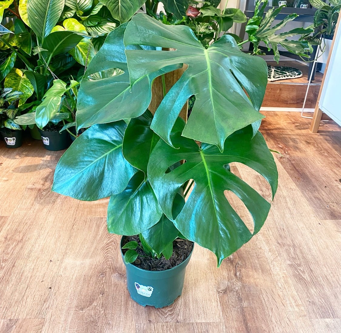 monstera deliciosa delivery la Monstera deliciosa – The Plant Lady SF