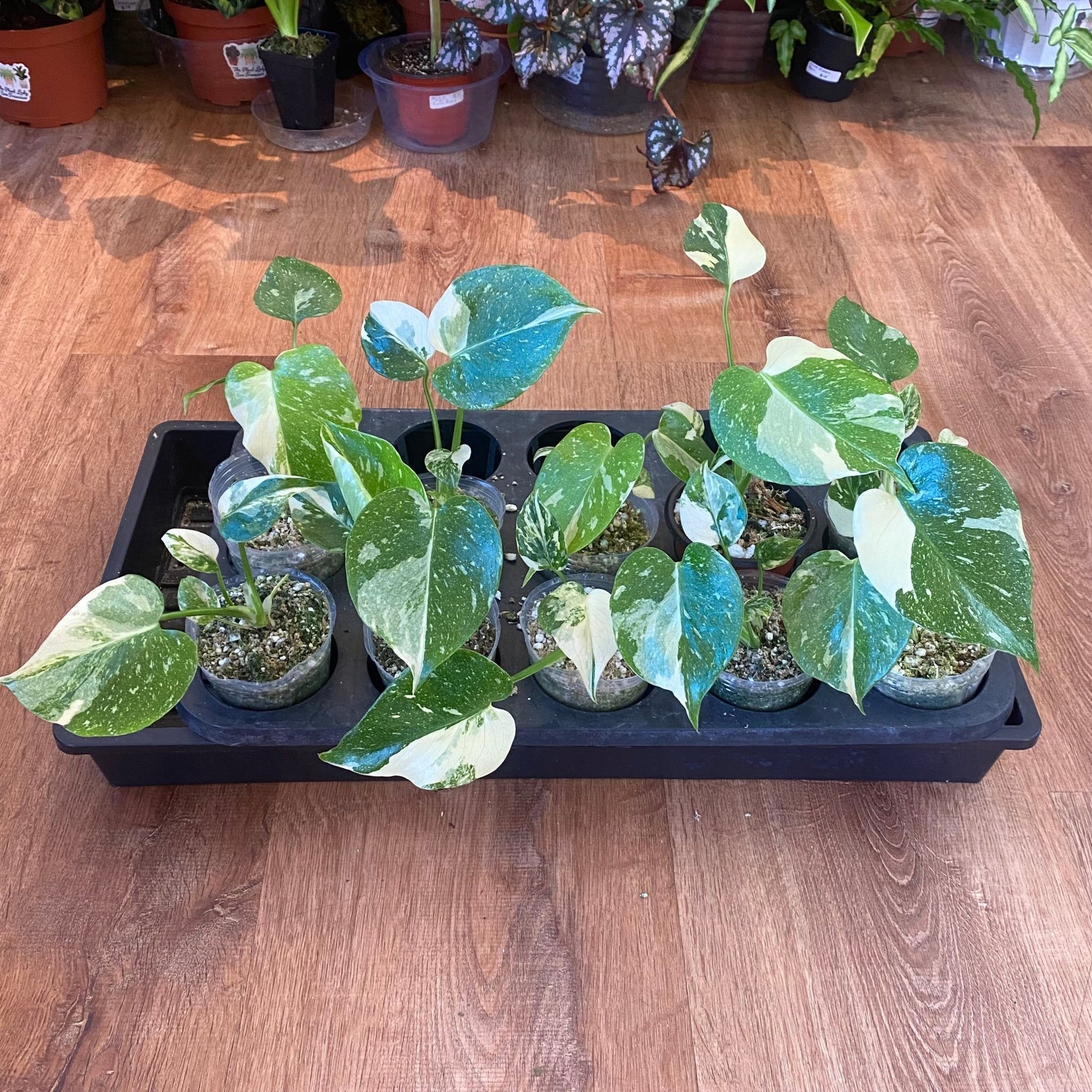 monstera thai constellation plant for sale Monstera deliciosa 'Thai Constellation' – The Plant Lady SF