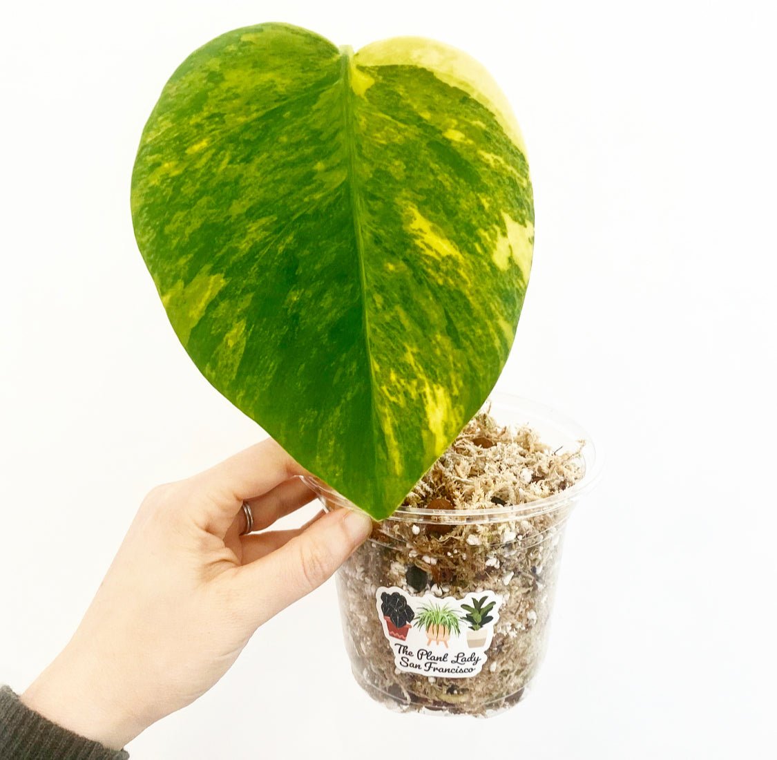 Monstera deliciosa var. borsigiana 'Marmorata Aurea' - The Plant Lady SF