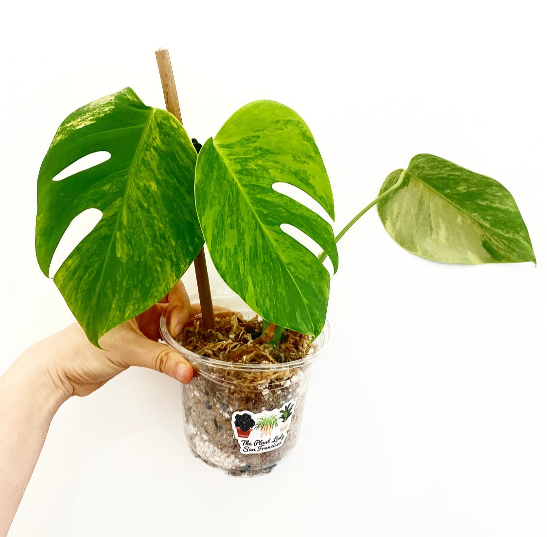 Monstera deliciosa var. borsigiana 'Marmorata Aurea' - The Plant Lady SF