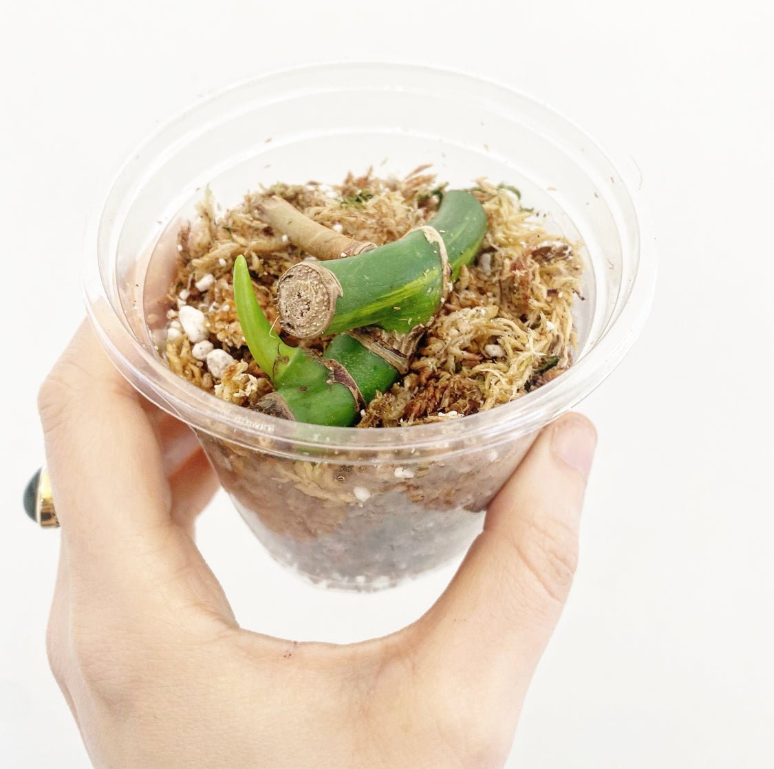 Monstera deliciosa var. borsigiana 'Marmorata Aurea' - The Plant Lady SF